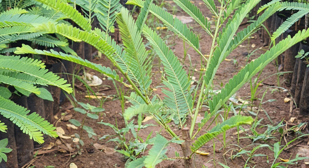 Growing Amla Plants in India