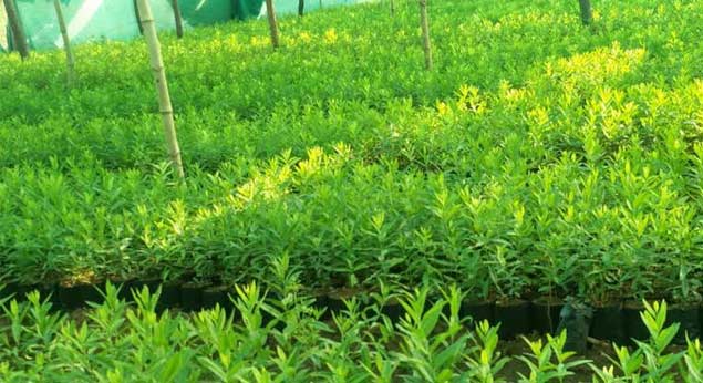 Benefits of Growing Sandalwood Saplings in India