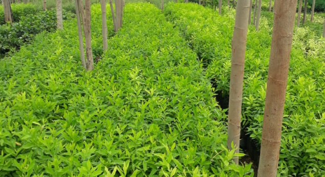 Benefits of Growing Sandalwood Plants in India